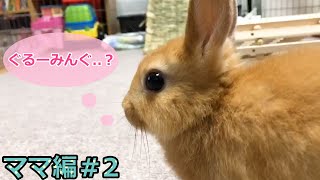 【ネザーランドドワーフ　ママ編＃2】うさぎさんとの生活始めました　～初めてのグルーミング～