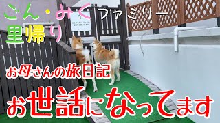 ごん・みくファミリー里帰り お母さんの旅日記 【お世話になってます♡】　秋田犬【ごん・みく チャンネル】