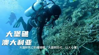 环球旅行1241天：大堡礁，可惜了，珊瑚大面积死亡，让我很失望！#鞋底骑车环球旅行 #澳大利亚 #考拉 #澳洲 #凯恩斯 #旅行