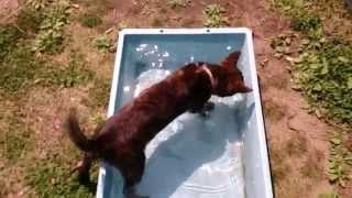 甲斐犬、水遊びをする - Kai ken playing with water