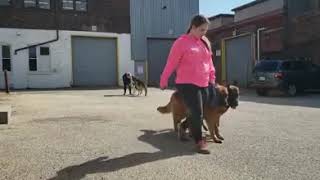 Training Dog Housemates | Anxiety in Dogs | Solid K9 Training Dog Training