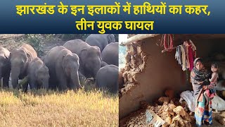 jharkhand news : झारखंड के इन इलाकों में हाथियों का कहर, तीन युवक घायल I jharkhand elephant havoc