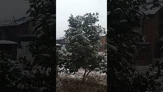 雪と椿の俳句#shorts 動画俳句　小山宗太郎の俳句