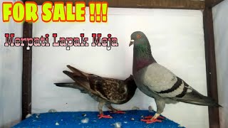 Playtube Pk Ultimate Video Sharing Website