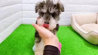 甘えたさんなシュナちゃん(^^♪ペットショップ犬の家＊京都精華店