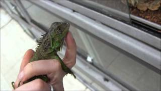 Green Iguanas