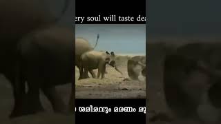 ആന മരിക്കുന്നത് നിങ്ങൾ കടയിട്ടുണ്ടോ | Every Soul WillTaste Death#islamicshorts #vairal #death #islam