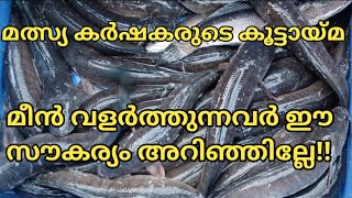 മീൻ വളർത്തുന്നവർ ഈ ഫാമിലെ സൗകര്യങ്ങൾ അറിഞ്ഞില്ലേ!!| fish farmer's fellowship|Live fish buyers