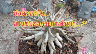 ชวนชมสตอรี่กับน้าเล็ก#:ชวนชมลงดินใหม่ต้องระวังอะไรบ้าง...?