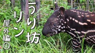 多摩動物公園のマレーバク うり坊リン特集【屋外編①】