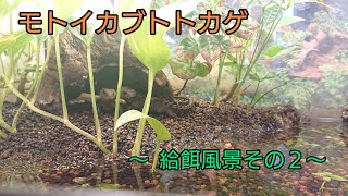 モトイカブトトカゲ給餌風景～その2～