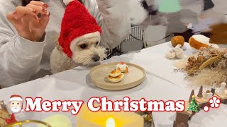 【お迎え後のマルプー】犬と過ごすおうちクリスマス、大好物が詰まったケーキを見た反応は・・・