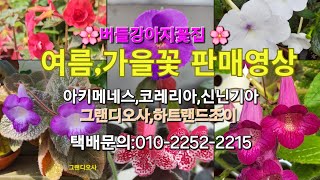 버들강아지꽃집(6월25일)🌸#판매영상#코레리아#아키메네스#신닌기아#그랜디오사#하트랜드조이#멀티플로라#퀸빅토리아#세빌라나#샤이션#오팔#팜므파탈#퍼플퀸#옐로우피비#파티드레스