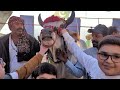 dalfa cattle show expo center karachi hadi a to z