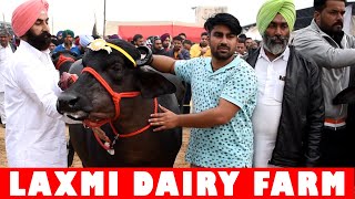 Lakshmi Dairy Farm | Murrah Buffalo | Best quality heifer