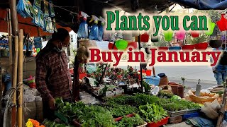 Plants you can buy in January , Kolkata Nursery Visit