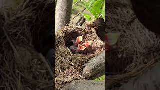 Mother love❤️ (ཨ་མའི་བྱམས་བརྩེ།)