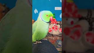 Mitthu in happy moods #funnyparrots #parrotjokes #funnyparrotmoments #parrotmimicking