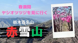 赤雪山〜仙人ヶ岳の周回コースはヤシオツツジの群生地！4月上旬の見頃に訪れました。