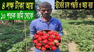 স্ট্রবেরি চাষ করে 400000 টাকা আয় - চাষ পদ্ধতি ও আয় ব্যয় - সহজ পদ্ধতিতে চাষ - Strawberry Farming