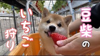 豆柴の子犬がイチゴを夢中でむしゃむしゃする姿が可愛い♡