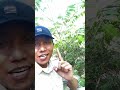 bertemu buaya putih dan mencari keberadaan buaya besar di sungai palu. explore shorts video