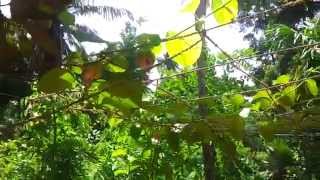 Akasha vellari Giant Granadilla Plant Vine With Flowers ആകാശ വെള്ളരി