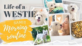 Morning Routine of a Westie | Weekly Vlog