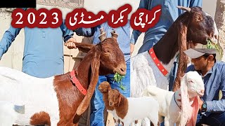 Karachi Bakra Mandi 2023 | Kamori,Gulabi Goat's | Goat Mandi Pakistan Today