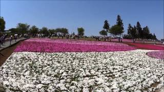 2015　羊山公園　芝桜まつり　埼玉県