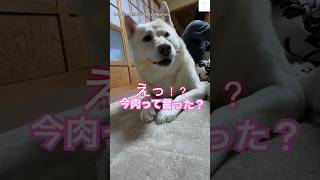 言ってません‼️肉に敏感な保護犬が可愛い😂　#保護犬　#かわいい犬 #かわいい #犬のいる暮らし #癒し