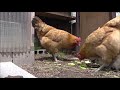 烏骨鶏の雛ちゃんの日常　名古屋コーチンとの確執　雛の成長　chick s daily life. chick growth