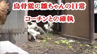 烏骨鶏の雛ちゃんの日常　名古屋コーチンとの確執　雛の成長　Chick's daily life. Chick growth