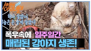 매몰된 지 일주일 지나 기적같이 구조된 강아지!ㅣ순간포착 세상에 이런 일이(Instant Capture)ㅣSBS Story