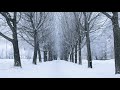 snow covered winter alley free background videos no copyright all background videos