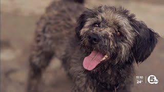 Why pet owners are being urged to re-register microchips