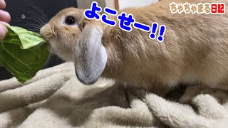 キャベツを剥ぎ取るウサギ【92】ちゃちゃまる日記