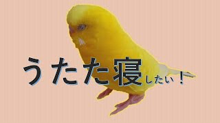 😴うたた寝したい🐤インコちゃん