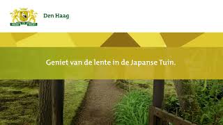 Geniet van de lente in de Japanse Tuin