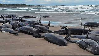 Australia Begins Euthanizing False Killer Whales / Dolphins After Mass Stranding