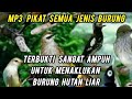 Suara pikat burung ribut memanggil semua jenis burung kecil