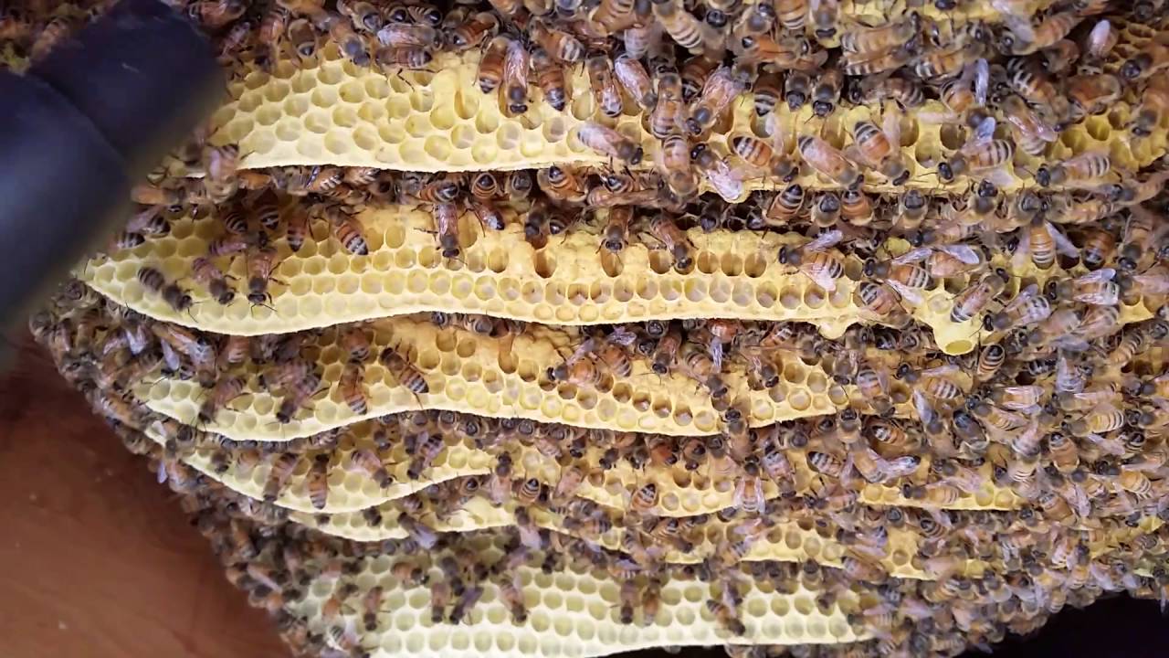 New City Honey Bee Removal Part 2 - YouTube