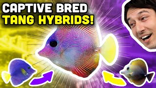 Captive Bred Tangs! Learn Everything from Hybrids to Sustainability!