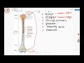 anatomi tulang struktur umum tulang