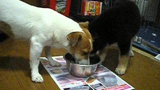 仲良く水を飲む犬