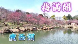 春到来「煙花3月揚州に下る」痩西湖の梅満開