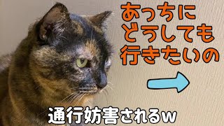 なんとしてでも落ち着く場所に行きたい猫