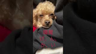 眠いっ🥱　＃犬　＃トイプードル　＃寝落ち　＃犬の居る生活　＃shorts