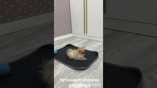 купашки#шенкипомеранскогощпица