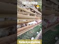 egg business ready to lay chicken poultry business the backyard farming